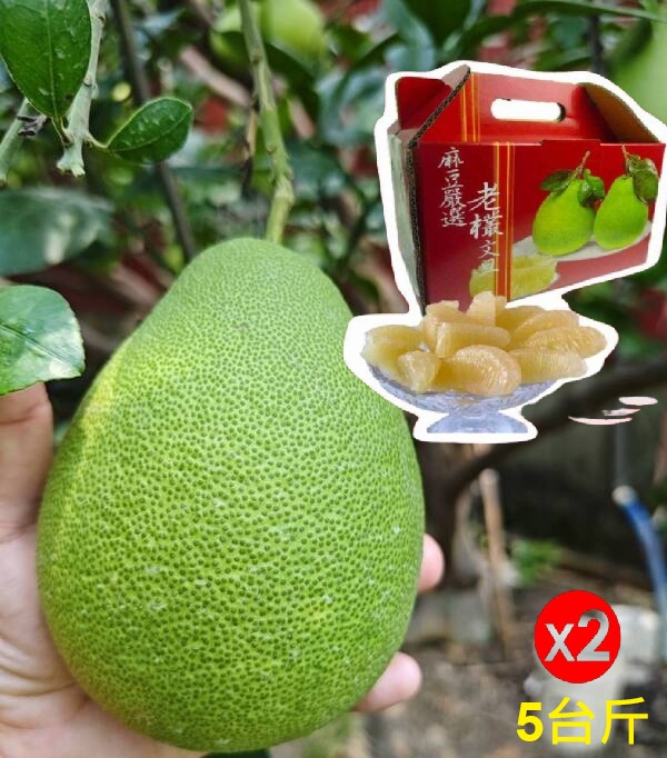 【正宗台南麻豆】50年老欉文旦禮盒5台斤X2