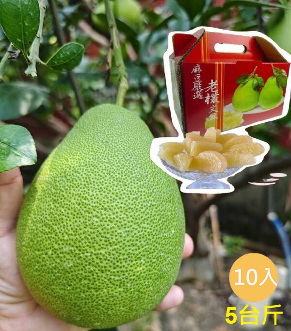 【正宗台南麻豆】50年老欉文旦禮盒5台斤X10